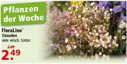 Multi Markt FloraLino Stauden Angebot