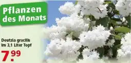 Multi Markt Pflanzen des Monats Deutzia gracilis im 3,1 Liter Topf Angebot