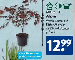 Aldi Süd GARDENLINE Ahorn Angebot