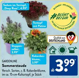 Aldi Süd GARDENLINE Sommerstaude Angebot