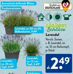 Aldi Süd GARNERS Schätze Lavendel Angebot