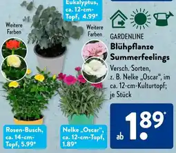 Aldi Süd GARDENLINE Blühpflanze Summerfeelings Angebot