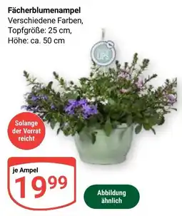 Globus Fächerblumenampel Angebot