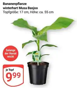 Globus Bananenpflanze winterhart Musa Basjoo Angebot
