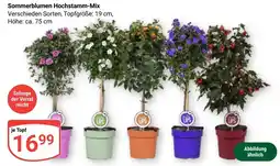 Globus Sommerblumen Hochstamm-Mix Angebot