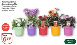 Globus Bienenfreundlicher Sommerblumen-Mix Angebot