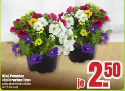 B1 Discount Baumarkt Mini-Petunien Calibrachoa Trio Angebot