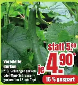B1 Discount Baumarkt Veredelte Gurken Angebot