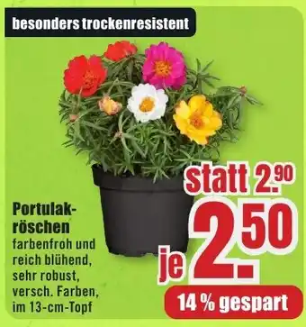 B1 Discount Baumarkt Portulakröschen Angebot