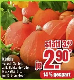 B1 Discount Baumarkt Kürbis Angebot
