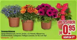 B1 Discount Baumarkt Sommerblumen Angebot