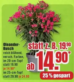 B1 Discount Baumarkt Oleander Busch Angebot