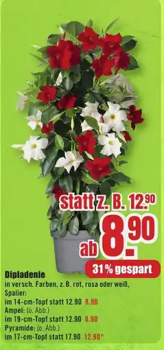 B1 Discount Baumarkt Dipladenie Angebot