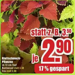 B1 Discount Baumarkt Blattschmuck- Pflanzen Angebot