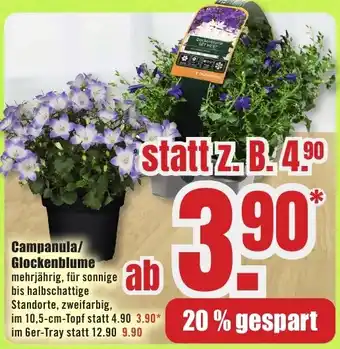B1 Discount Baumarkt Campanula/ Glockenblume Angebot
