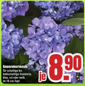 B1 Discount Baumarkt Bauernhortensie Angebot