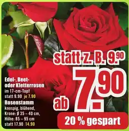 B1 Discount Baumarkt Edel-, Beet- oder Kletterrosen Angebot