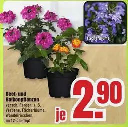 B1 Discount Baumarkt Beet-und Balkonpflanzen Angebot