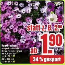 B1 Discount Baumarkt Kapkörbchen Angebot