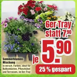 B1 Discount Baumarkt Sommerblumen- Mischung Angebot