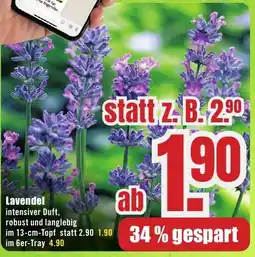 B1 Discount Baumarkt Lavendel Angebot
