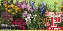 B1 Discount Baumarkt Stauden-Mix Angebot