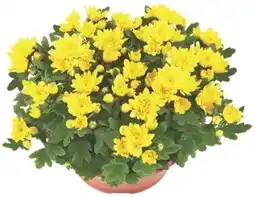 Kaufland Chrysanthemenschale Angebot