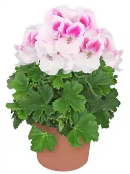 Kaufland Edelgeranien Angebot