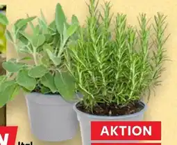 Kaufland Kräuter Angebot