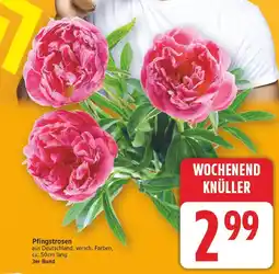 E-Center Pfingstrosen Angebot