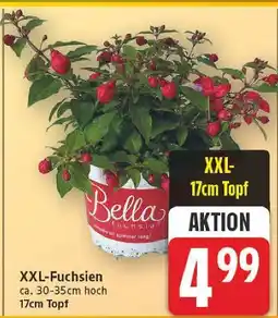 E-Center Bella xxl-fuchsien Angebot