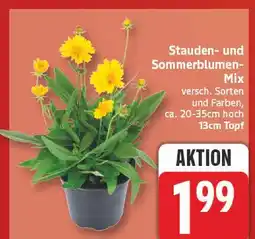 Edeka Stauden- und sommerblumen-mix Angebot