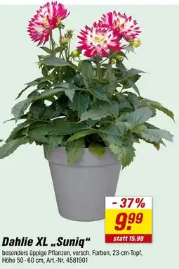 toom Baumarkt Dahlie xl „suniq“ Angebot