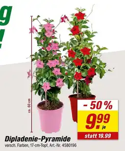 toom Baumarkt Dipladenie-pyramide Angebot