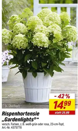 toom Baumarkt Rispenhortensie 'gardenlights' Angebot
