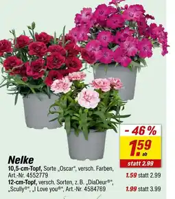 toom Baumarkt Nelke, sorte 'oscar' Angebot
