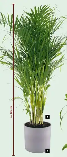 Goldfruchtpalme Dypsis Areca Palme Angebot bei Bauhaus