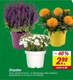 toom Baumarkt Stauden Angebot