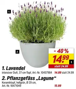 toom Baumarkt Lavendel Angebot