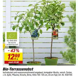 toom Baumarkt Bio-terrassenobst Angebot