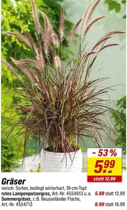 toom Baumarkt Rotes lampenputzgras Angebot