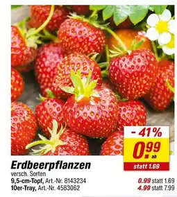 toom Baumarkt Erdbeerpflanzen Angebot