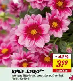 toom Baumarkt Dahlie 'dalaya' Angebot