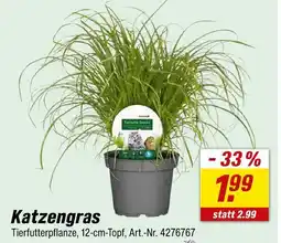 toom Baumarkt Katzengras Angebot