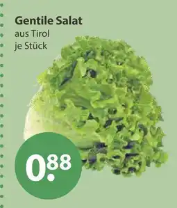 V Markt Gentile salat Angebot
