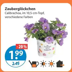 V Markt Zauberglöckchen Angebot