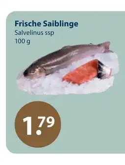 V Markt Frische saiblinge Angebot