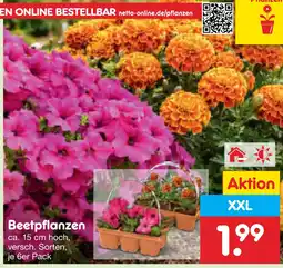 Netto Marken-Discount Beetpflanzen Angebot