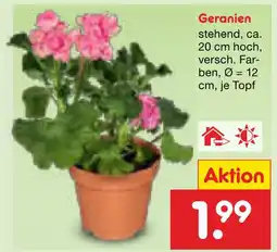 Netto Marken-Discount Geranien Angebot