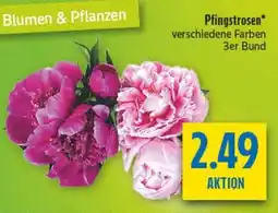 diska Pfingstrosen Angebot